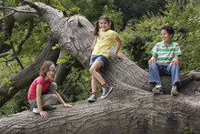 Full Length Of Three Little Friends Relaxing On Fallen Tree