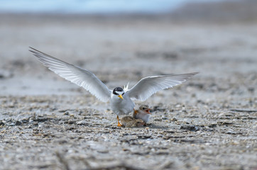 Little tern(Sternula albifrons), bird on nest at coast.