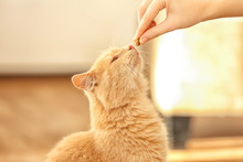 Young Woman Feeding Her Cute Cat, Close Up View