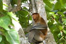 Male Proboscis Monkey (Narsalis Larvatus) Is Only Found On Borneo, Bako National Park, Sarawak, Borneo, Malaysia