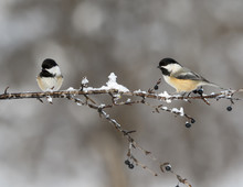 Two Black-Capped Chickadees In Winter 