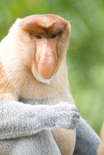 Dominant Male Proboscis Monkey (Nasalis Larvatus) Has A Pendulous Nose That Covers The Mouth And Is Attractive To Females, Labuk Bay Proboscis Monkey Sanctuary, Sabah, Borneo, Malaysia