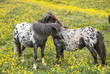 Pair of Falabella Miniature horse mares in field of yellow flowers