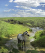 Arabian horse mare wades in picturesque stream.