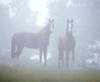 Two Arabian mares shrouded in early morning mist stand looking at us