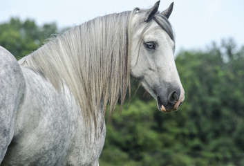 gypsy vanner horse mare portrait