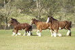 Clydesdale Draft horse mares running in grass pasture