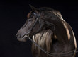 Oldenburg Warmblood mare with bridle