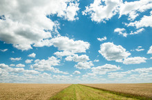 Beautiful Field Of Wheat Under The Blue Sky