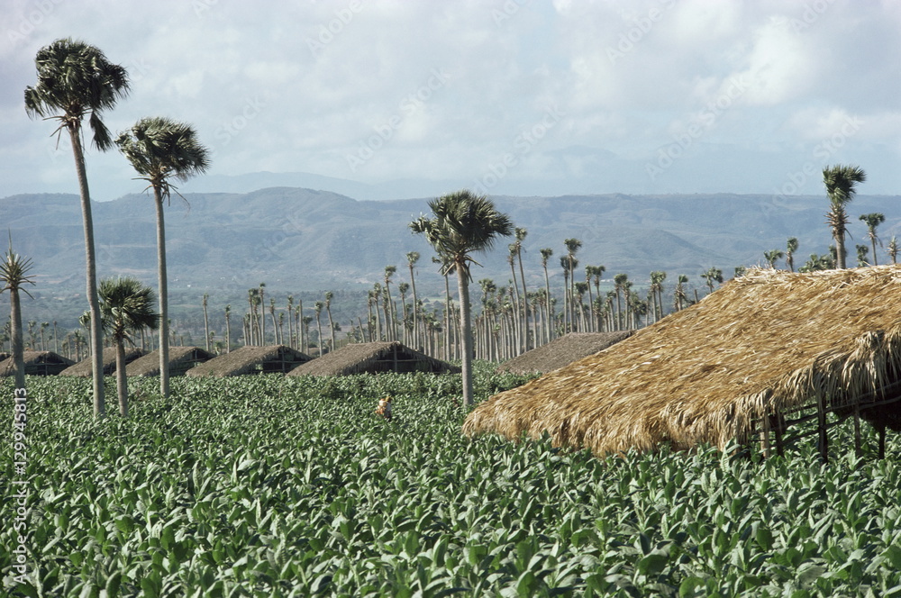 dominican republic tobacco farms Exploring Cigar Country: Discovering the Field of tobacco, Santiago, Dominican