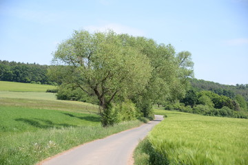 Canvas Print - Feldweg