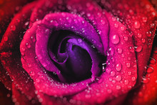 Multicolor Rose Background