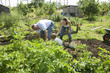Boy with mother and grandfather gardening together in community garden