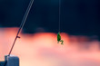 An artificial frog lure hangs from a fishing pole against the magenta reflection of the sunset on a lake surface.