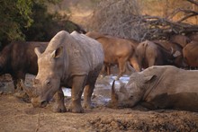 Square-lipped Rhino (Ceratotherium Simum), Kruger Park