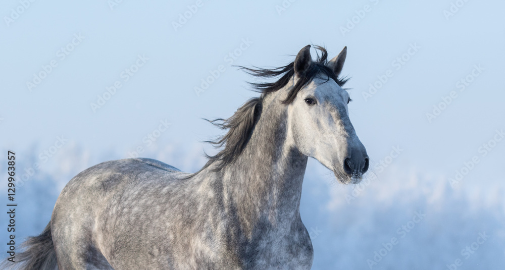 Portrait of Spanish horse on background of blue sky - obrazy, fototapety, plakaty 