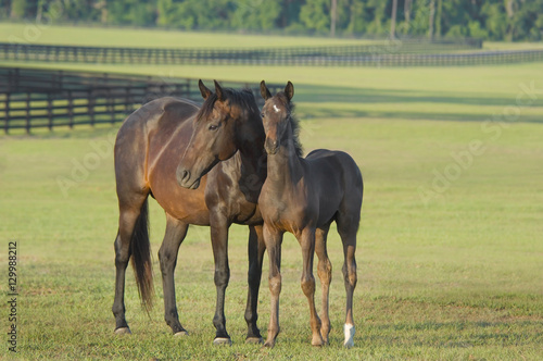 Fotografie, Obraz thoroughbred horse mare with foal in large pasture