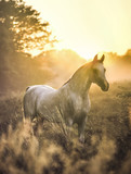 Fototapeta Konie - Arabian stallion stands regally in tall grass with rising sun behind.   Tough, beautiful, intelligent and spirited, the Arabian bloodline has influenced nearly every light breed of horse in the world.