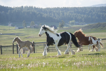 Wall Mural - Herd of Gypsy vanner horse mares and foals run