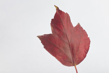 Wall Mural - a single leaf from a tulip tree