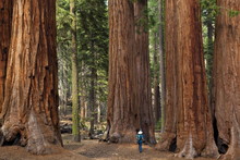 Tourist Hiker, Admiring The Giant Sequoia Trees (Sequoiadendron Giganteum), Known As The Parker Group, Sequoia National Park, Sierra Nevada, California