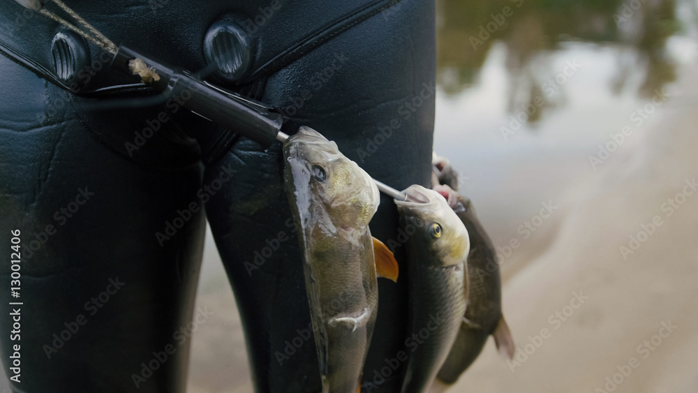 Fish Getting Hunted Spear fisherman shows Freshwater Fish on the belt of underwater after ...