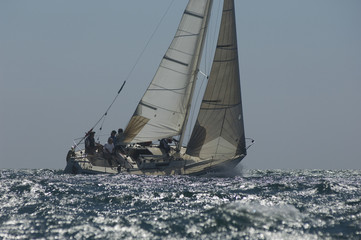 Wall Mural - Crew on board yacht in competitive team sailing event