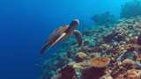 Fototapeta Fototapety do akwarium - Green Sea turtle swims on a colorful coral reef.