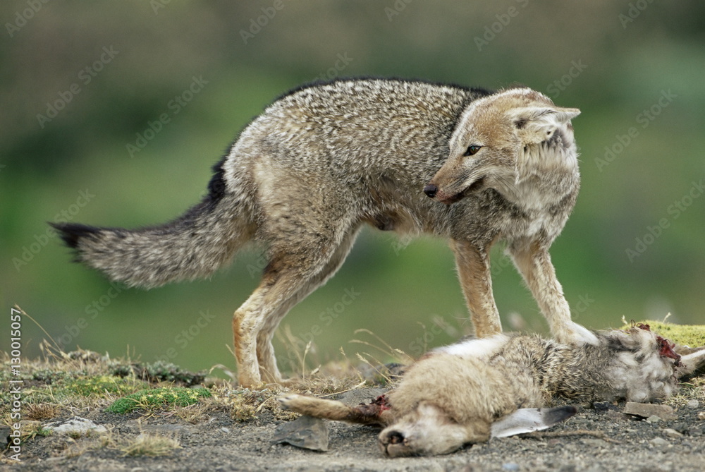Patagonian grey fox (Dusicyon griseus griseus) defending his killed ...