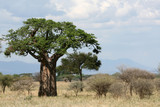 Fototapeta Sawanna - Baobab Tree - Tarangire National Park. Tanzania, Africa
