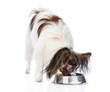 © Ermolaev Alexandr - Papillon puppy eating food from dish. isolated on white background