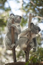 Two Koalas (Phascolarctos Cinereous) Hanging On A Tree, Lone Pine Koala Sanctuary, Brisbane, Queensland