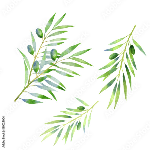 Plakat na zamówienie Wektorowe gałązki oliwne