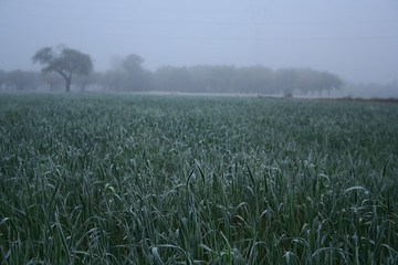 Wall Mural - View of frozen grass on meadow