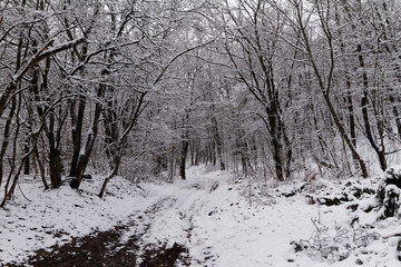 Sticker - Snowy road