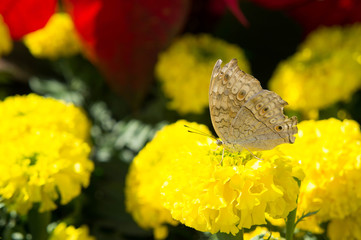 Flowers and Insects in the park