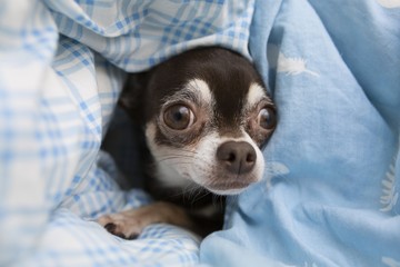 frightened chihuahua