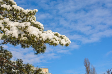 Branches of trees in a forest with snow on the background of blue sky. With free space