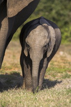 Baby Elephant, Loxodonta Africana, In Addo Elephant National Park, Eastern Cape