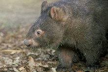 Captive Common Wombat (Vombatus Ursinus), David Fleays Santuary, Queensland