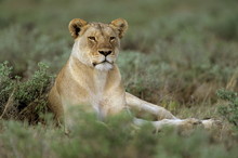 Lioness (Panthera Leo), Etosha, Namibia