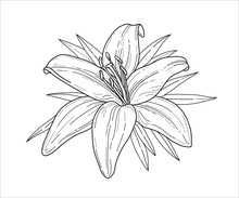 Lily Flower Monochrome Vector Illustration. Beautiful Tiger Lilly Isolated On White Background. Element For Design Of Greeting Cards And Invitations