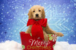 Goldendoodle for Christmas