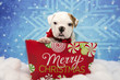 Cute English Bulldog for Christmas