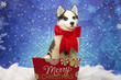 Siberian Husky Puppy for Christmas