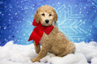 Goldendoodle Puppy with Red Bow