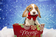 Beagle with a Red Bow for Christmas
