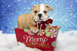 Bulldog Puppy for Christmas
