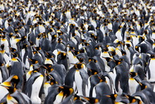 King Penguin Colony (Aptenodytes Patagonicus), Gold Harbour, South Georgia, Antarctic
