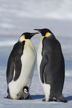 Emperor Penguins (Aptenodytes Forsteri) And Chick, Snow Hill Island, Weddell Sea, Antarctica